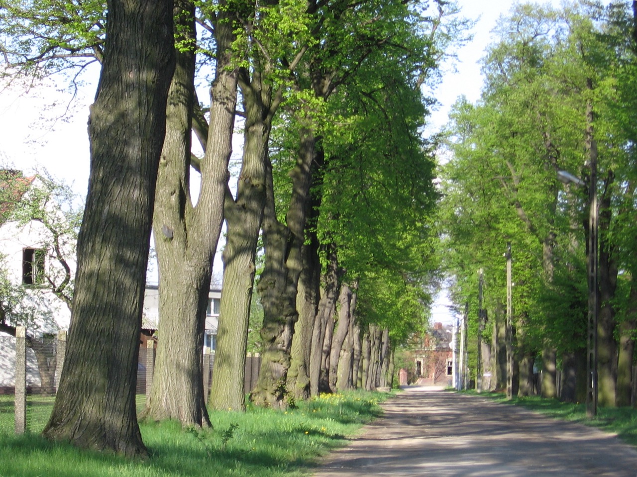 Aleja parkowa prowadząca do pałacu